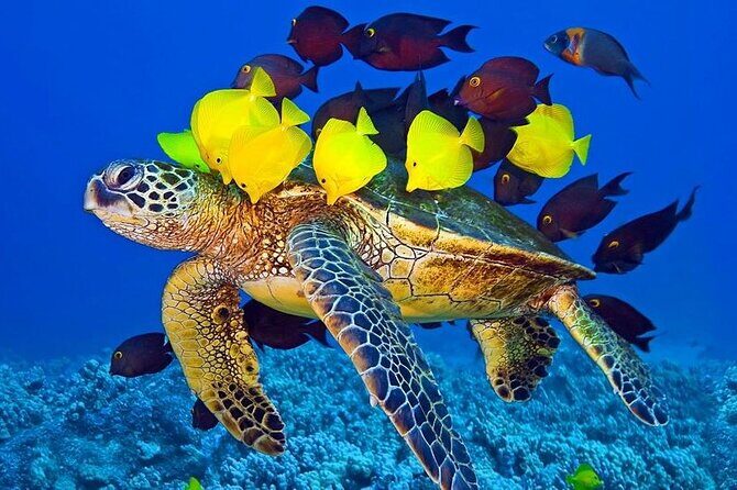Semi-Submarine, Snorkeling Sea Trip With Transfer  Hurghada - The Sum Up