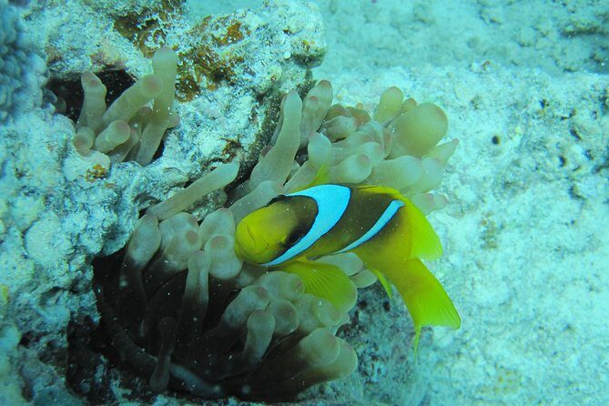 Semi Submarine Tour 2 Hours With Transfer - Sharm El Sheikh - An In-Depth Look at the Semi-Submarine Experience