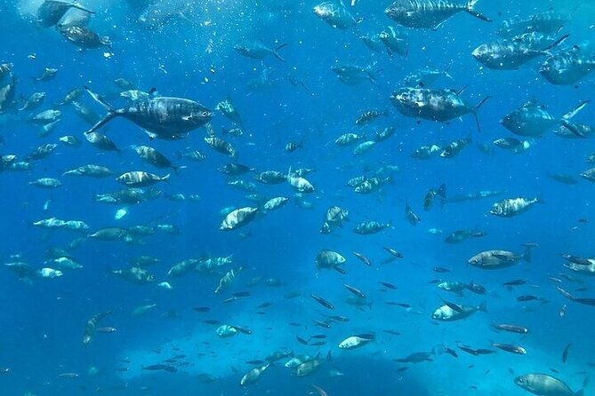 semi-submarine-tour-from-agios-nikolaos