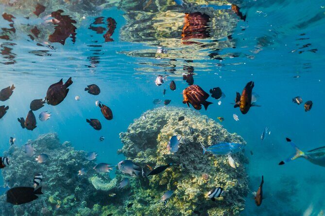 Semi Submarine Trip 2 Hours With Transfer from Sharm - Key Points