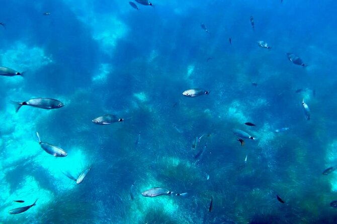 semi-submarine-visit-to-the-seabed-of-porto-bay
