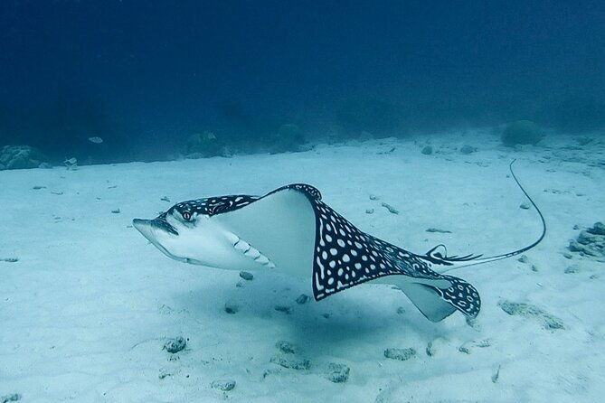 semiprivate-2-stop-snorkel-excursion-on-bonaire