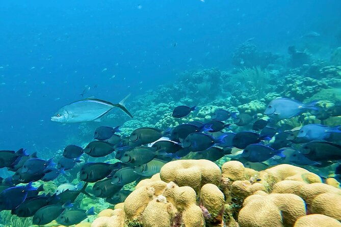 semiprivate-2-stop-snorkel-excursion-on-bonaire
