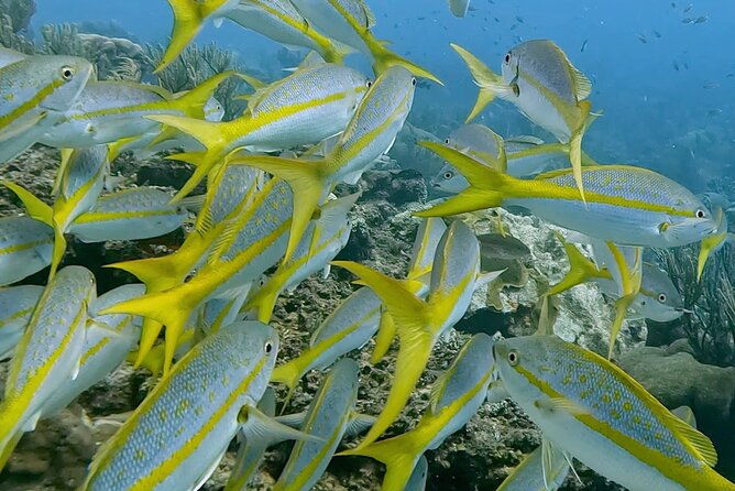 semiprivate-2-stop-snorkel-excursion-on-bonaire