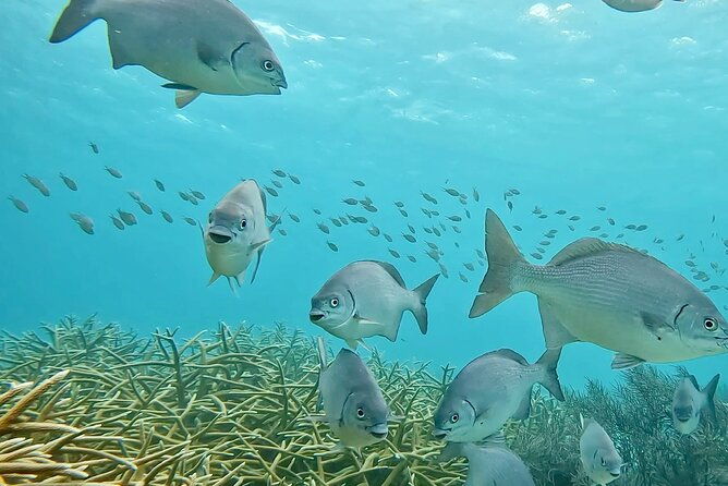 semiprivate-2-stop-snorkel-excursion-on-bonaire