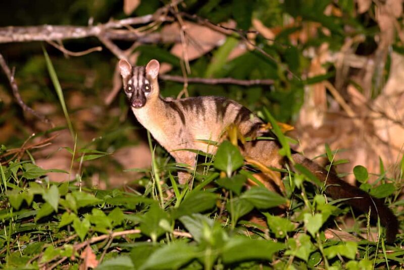 Semporna: 4-Day Maliau Basin Hiking Expedition - Key Points