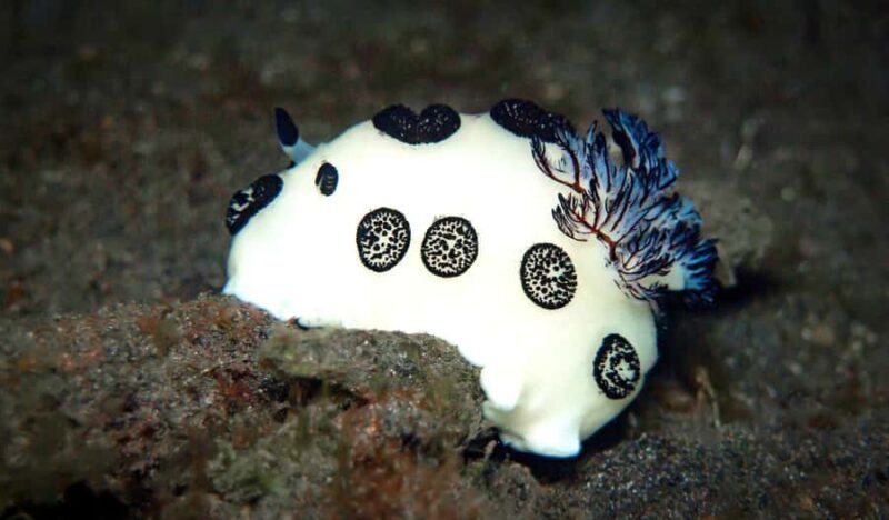 Semporna: Dive Buwan Reef at Night with Dinner & Transfer - Who Should Consider This Tour?