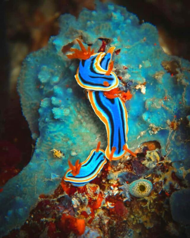 Semporna: Dive Buwan Reef at Night with Dinner & Transfer - Frequently Asked Questions