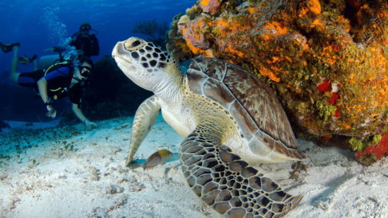 semporna-island-hopping-semporna-adventure