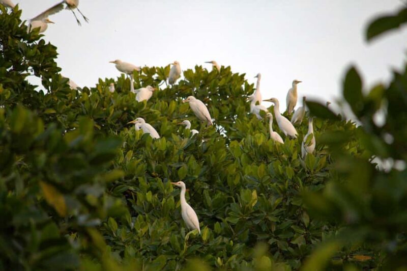 Semporna: Mangrove Cruise, Fireflies, Dinner & Transfer - Dinner and Atmosphere