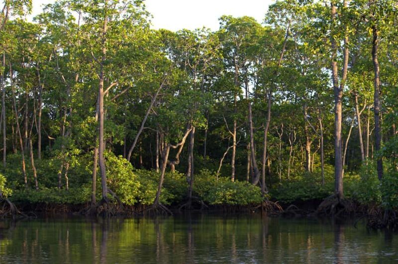 Semporna: Mangrove Cruise, Fireflies, Dinner & Transfer - Value and Considerations