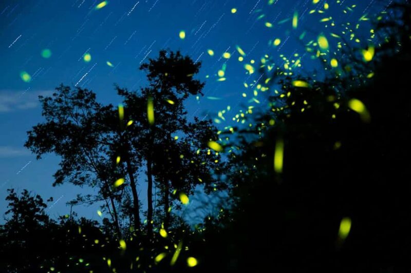 Semporna: Mangrove Cruise, Fireflies, Dinner & Transfer - Final Thoughts