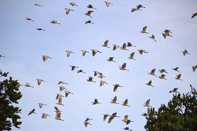 Semporna : Mangrove Cruise, Fireflies, Transfer & Dinner - The Sum Up