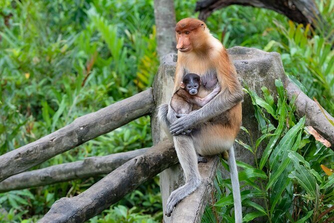 Semporna : Mangrove Cruise, Fireflies, Transfer & Dinner - FAQ