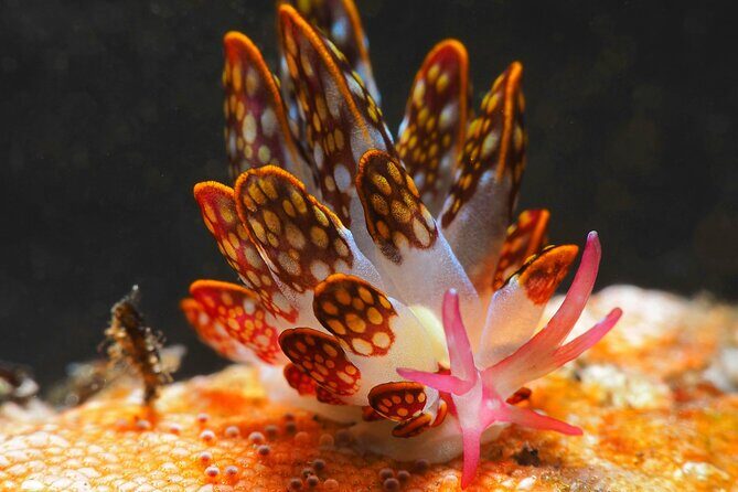 Semporna Night Dive Buwan Reef With Dinner by Boat - Key Points