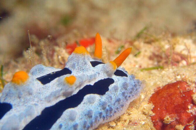 Semporna Night Dive Buwan Reef With Dinner by Boat - Frequently Asked Questions