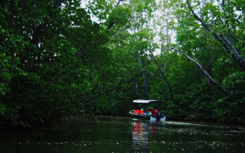 Semporna: Timbun Mata Island & Mangrove Cruise Tour - Why This Tour Is a Great Choice for You