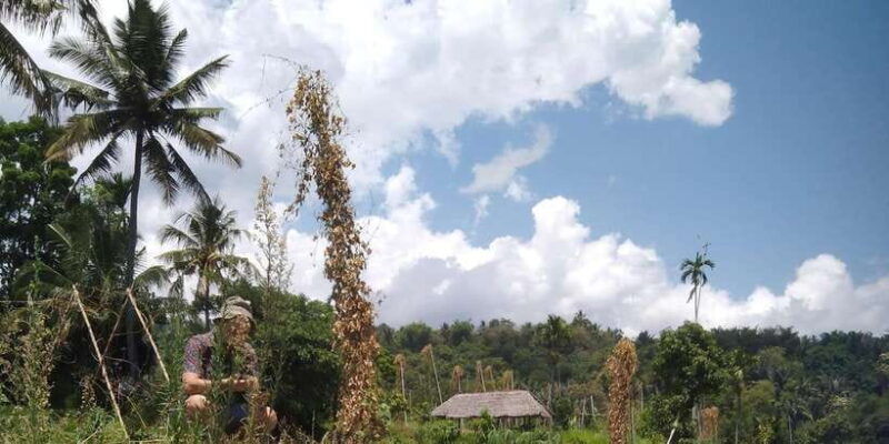 senaru-soft-trekking-tour