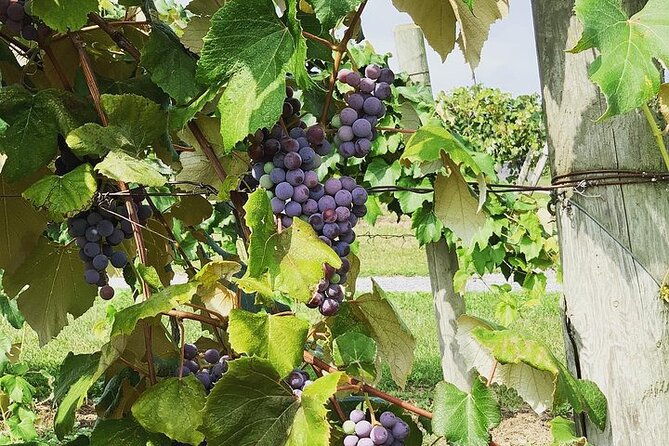 seneca-lake-south-wine-tastings-tour