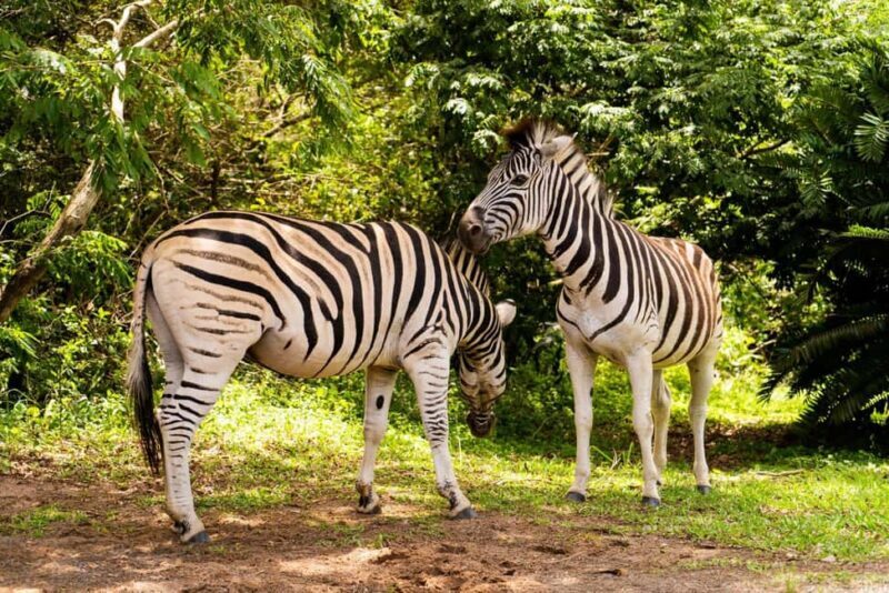 Senegal: 5 Days 4 Nights Safari & Village Tour - An In-Depth Look at the Itinerary