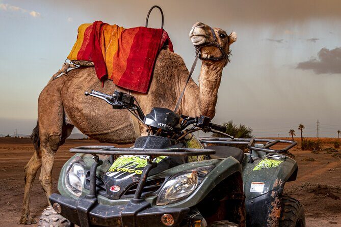 Sensational quad and camel ride in the palm grove - The Return Journey and Final Views