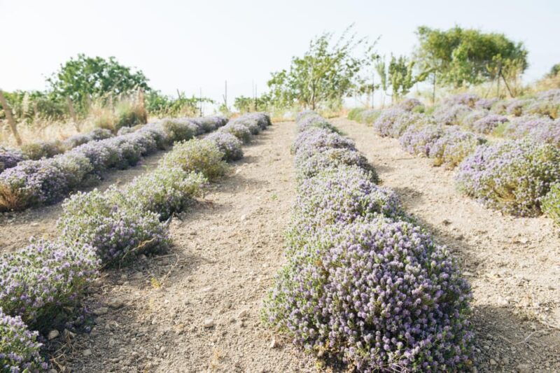 sensory-walk-with-lunch-in-the-caltagirone-countryside