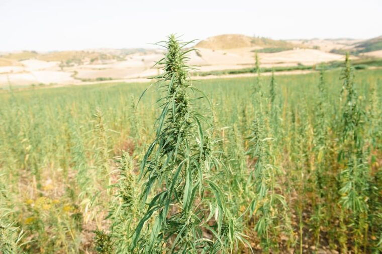 sensory-walk-with-lunch-in-the-caltagirone-countryside