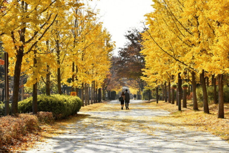 seongsu-dong-stroll-k-pop-culture-walking-tour