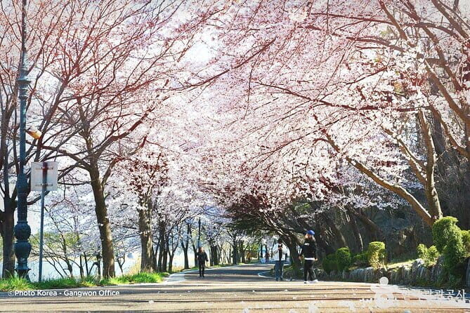 Seoraksan and Cherry Blossom Lake 1 day trip from Seoul - Yeongnangho Lake and Cherry Blossom Festival