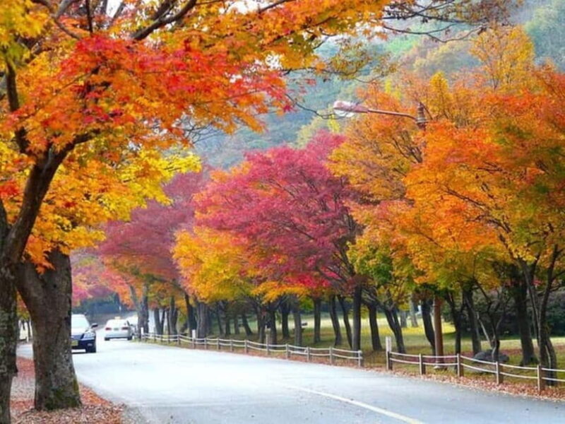 Seoraksan & Naksan Temple Autumn Day Trip from Seoul - Overall Value and Experience
