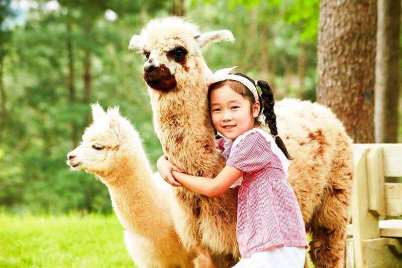 seoul-alpaca-world-nami-eobi-and-strawberry-picking-tour