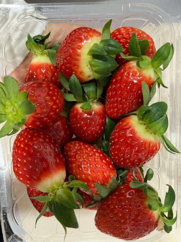 seoul-alpaca-world-nami-eobi-and-strawberry-picking-tour