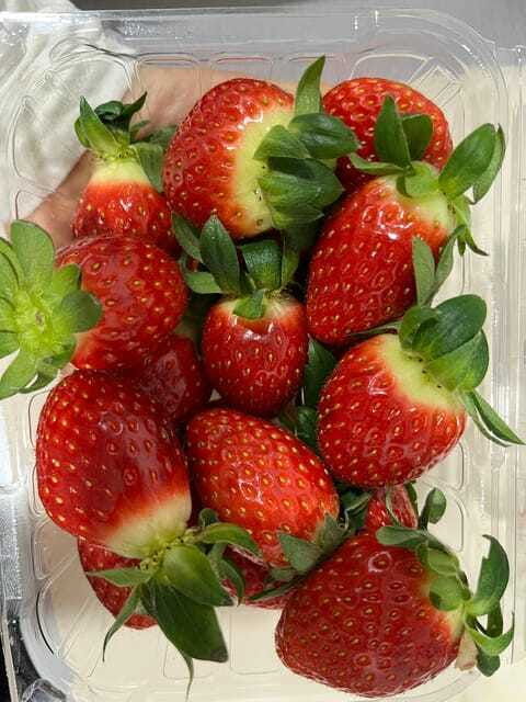 seoul-alpaca-world-nami-eobi-and-strawberry-picking-tour