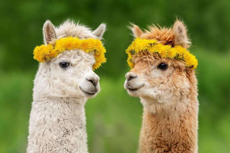 seoul-alpaca-world-nami-island-gangchon-railbike
