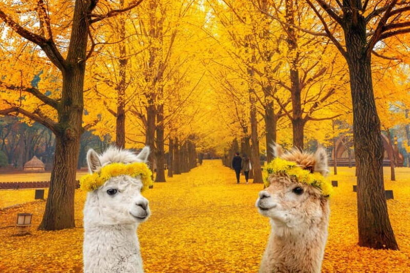 Seoul: Alpaca World & Nami Island (opt. Gangchon Railbike) - Who Would Love This Tour?