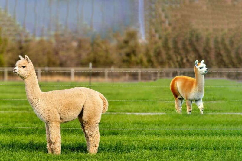 seoul-alpaca-world-railbike-vivaldi-park-experience-tour