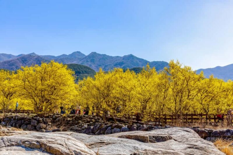 Seoul/Busan: Gwangyang Plum Blossom Festival Spring Day Tour - An In-Depth Look at the Tour Itself