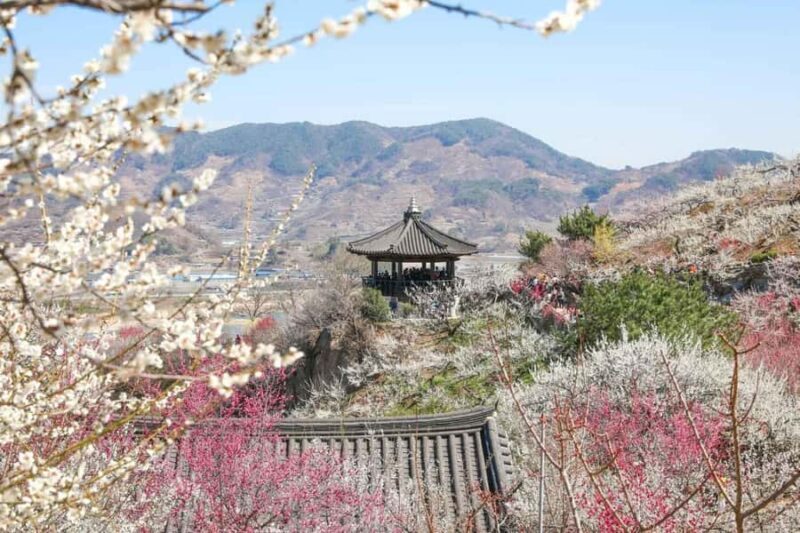 Seoul/Busan: Gwangyang Plum Blossom Festival Spring Day Tour - Who Will Love This Tour?