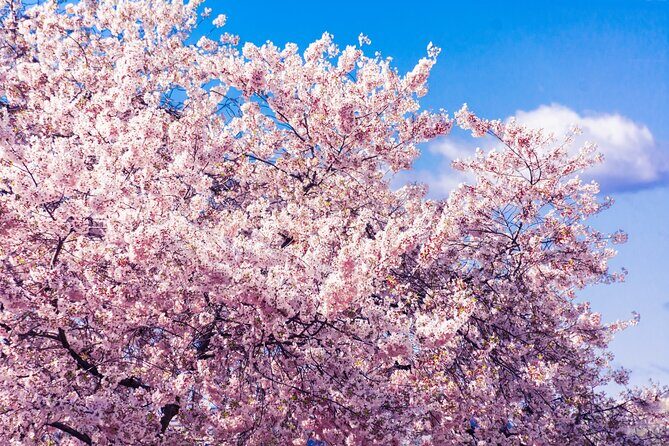 Seoul Cherry Blossom and Spring Experience Walking Tour - Exploring the Tour Itinerary