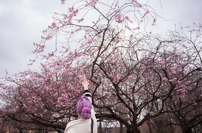 Seoul Cherry Blossom and Spring Experience Walking Tour - The Sum Up