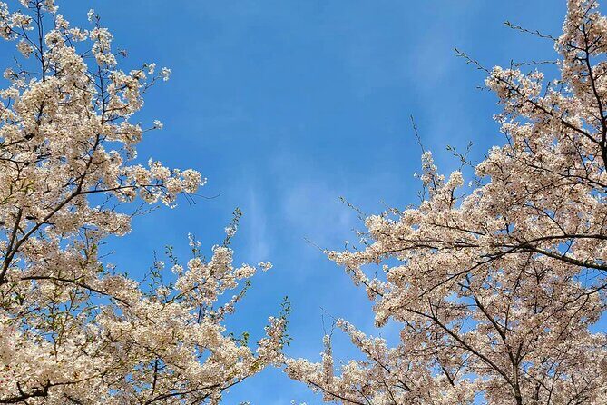 Seoul Cherry Blossom Walking Tour to Gyeongui Line Park - Key Points