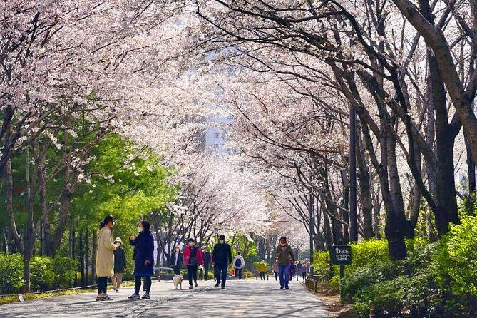 Seoul Cherry Blossom Walking Tour to Gyeongui Line Park - What to Expect from the Tour