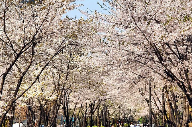 Seoul Cherry Blossom Walking Tour to Gyeongui Line Park - FAQs