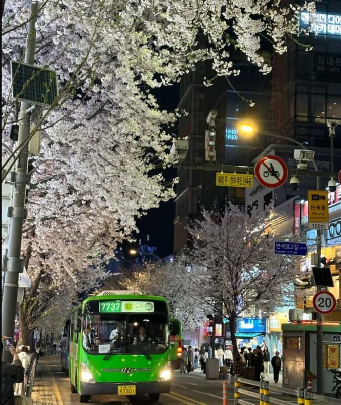 Seoul City Cherry Blossom Private Sightseeing Tour - An Authentic Cherry Blossom Experience Without the Crowds