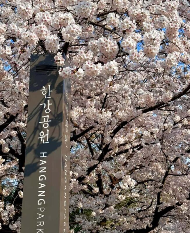 Seoul City Cherry Blossom Private Sightseeing Tour - How the Tour Works in Practice
