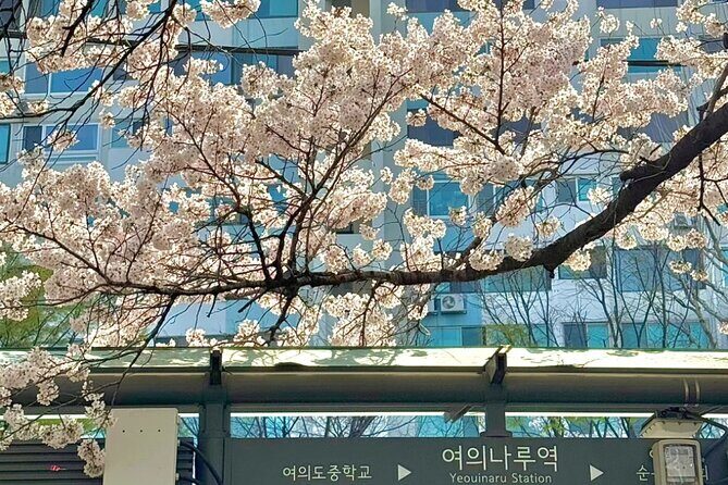Seoul City Cherry Blossom Private Sightseeing Tour - A Detailed Look at the Tour Experience