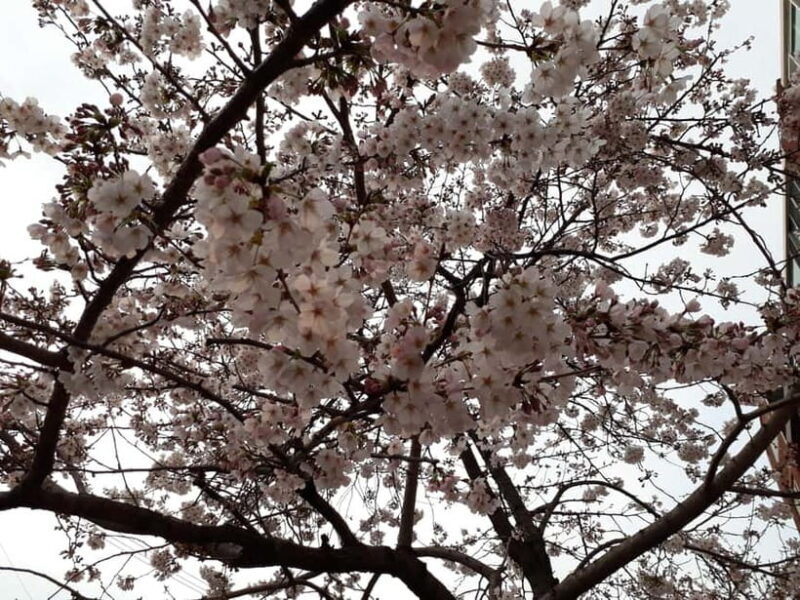 Seoul: Donghaksa Cherry Blossom and Jeonju Hanok Day Tour - A Detailed Look at the Tour Experience