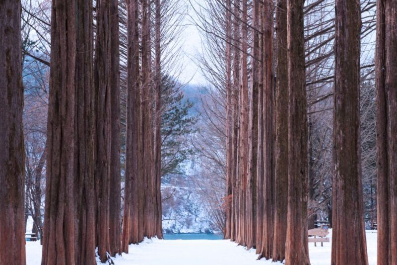 Seoul: Elysian Gangchon Winter Ski with Nami Island Day Tour - FAQ