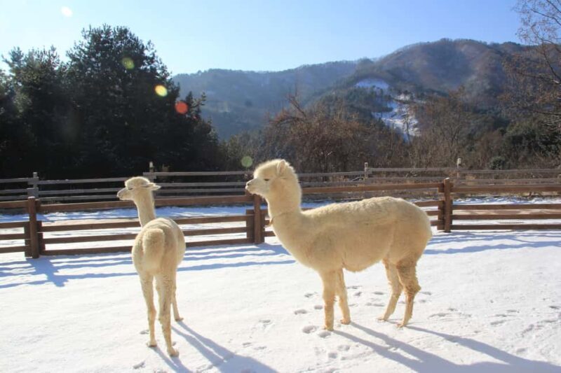 Seoul: Eobi Ice Valley, Alpaca World, Nami Island and More - Authentic Traveler Insights