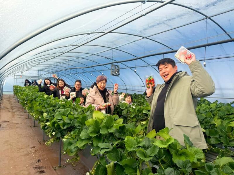 Seoul: Gamaksan, IceWall Cafe, Hanok +Herb Museum/Strawberry - Key Points